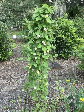 Black Eyed Susan Vine, Amber Eyes Seeds, Thunbergia Alata