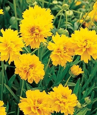 Coreopsis Sunburst