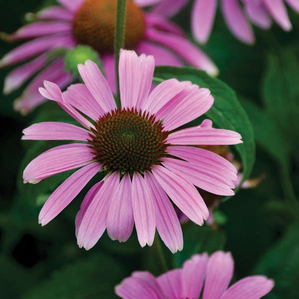 Echinacea (Coneflower)