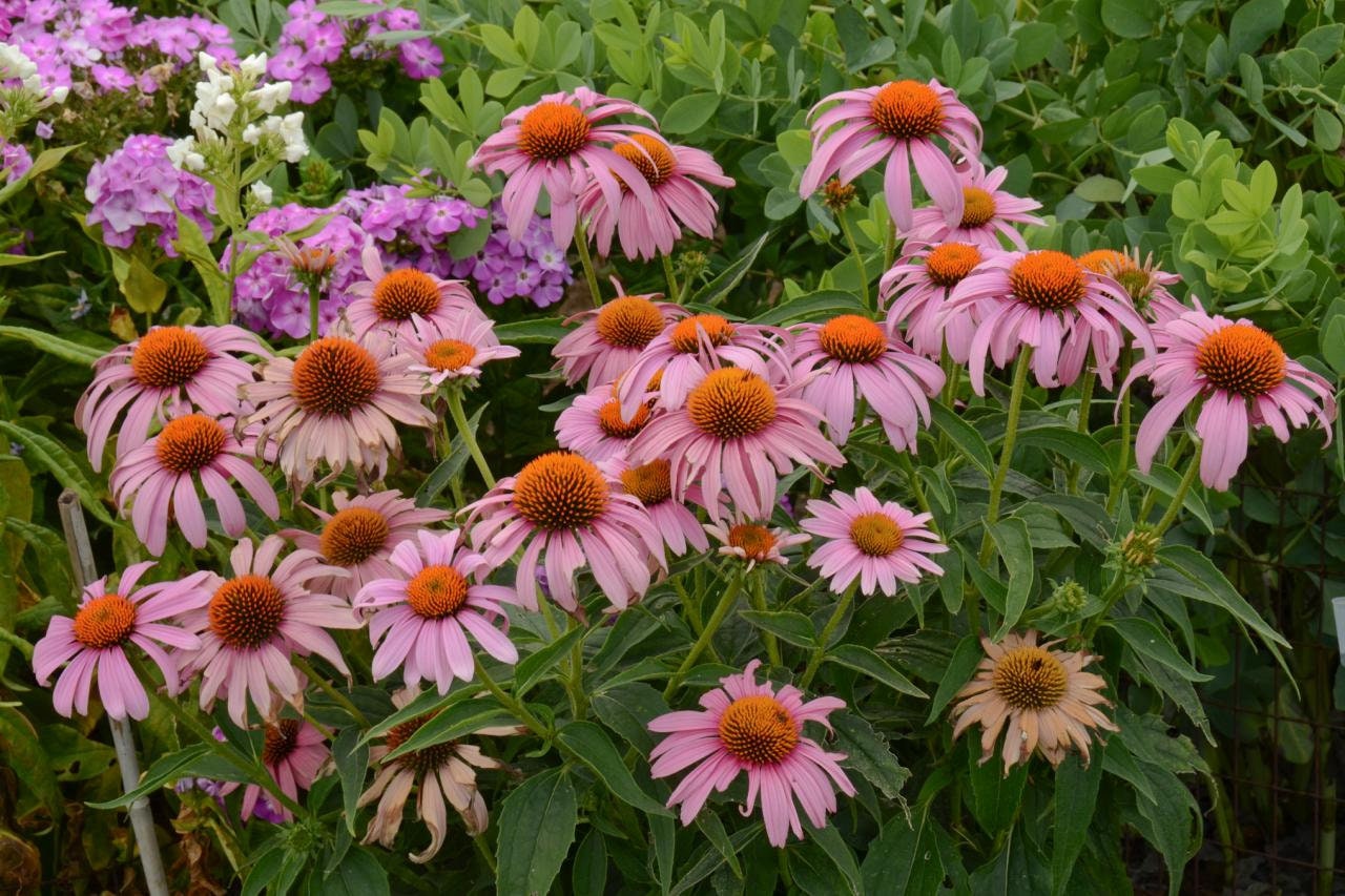 Echinacea (Coneflower)