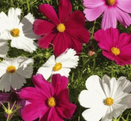 Cosmos Dwarf Mix