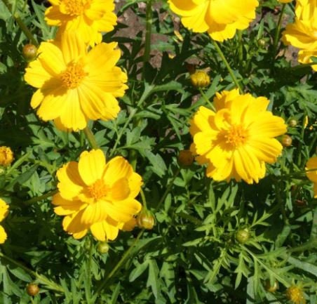 Cosmos Dwarf Gold Sulfur
