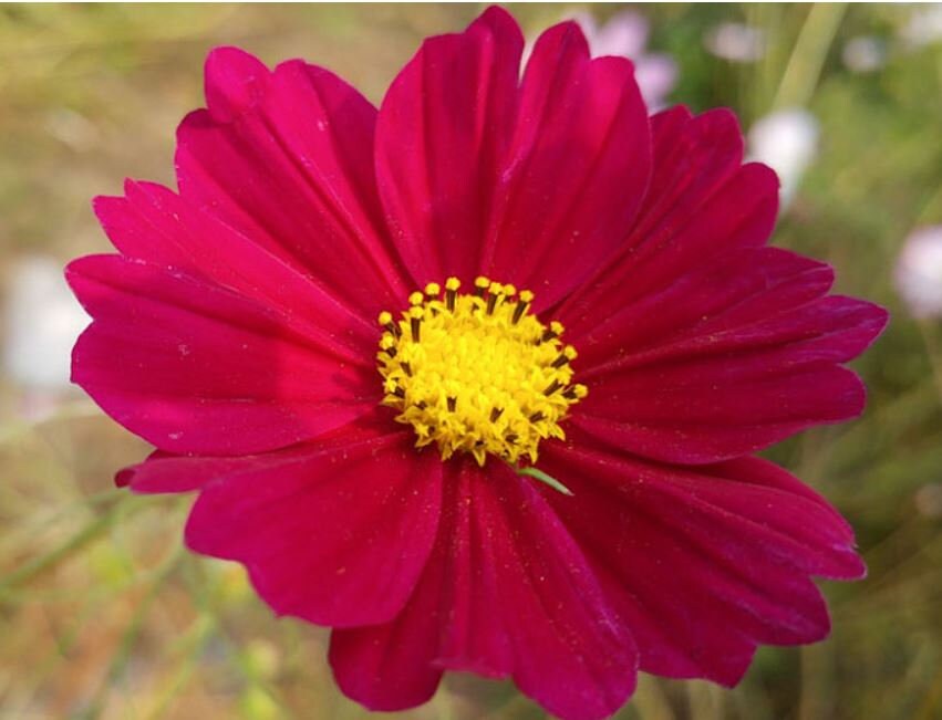 Cosmos Dazzler