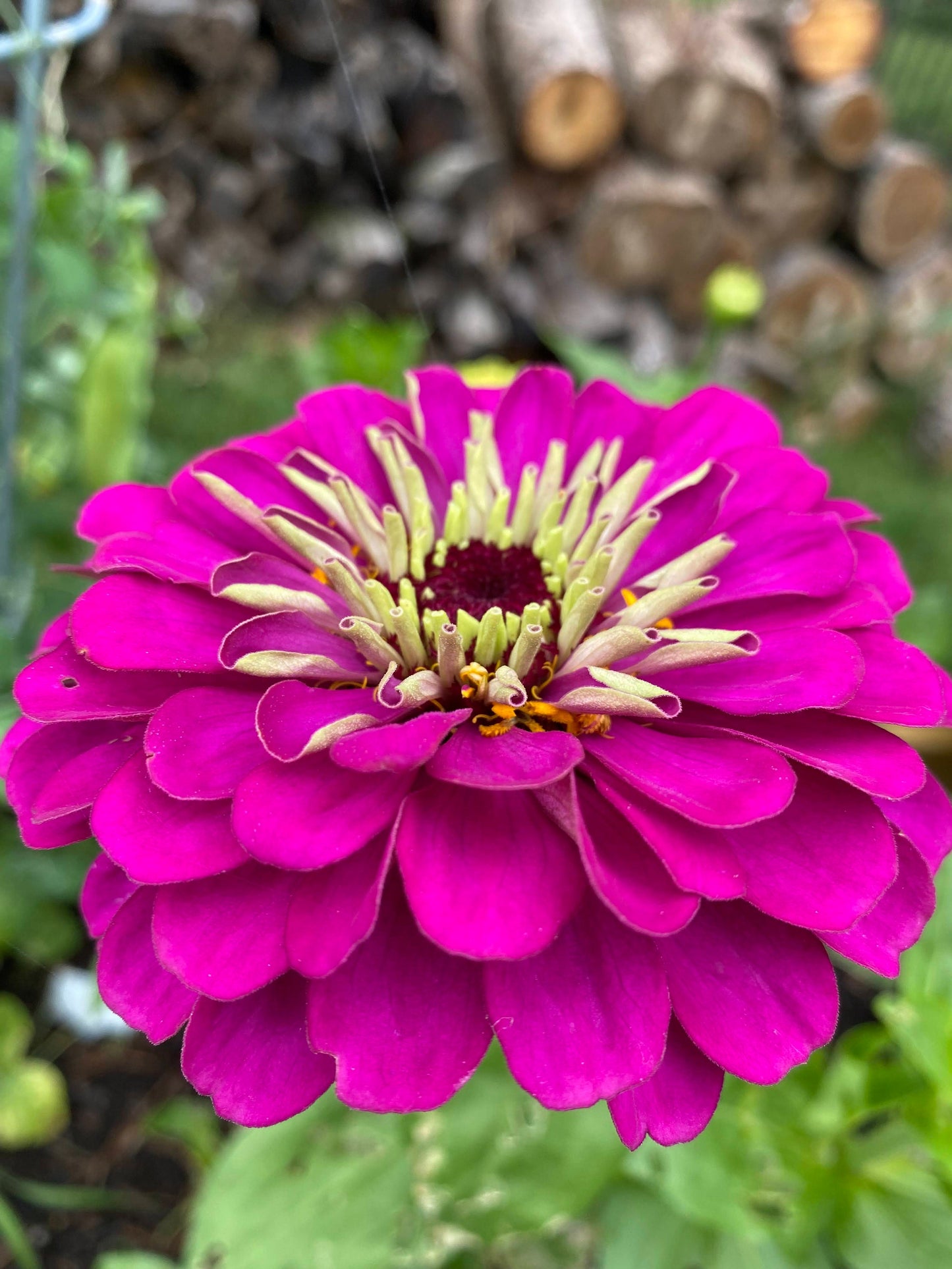 Zinnia Benary's Giant Purple
