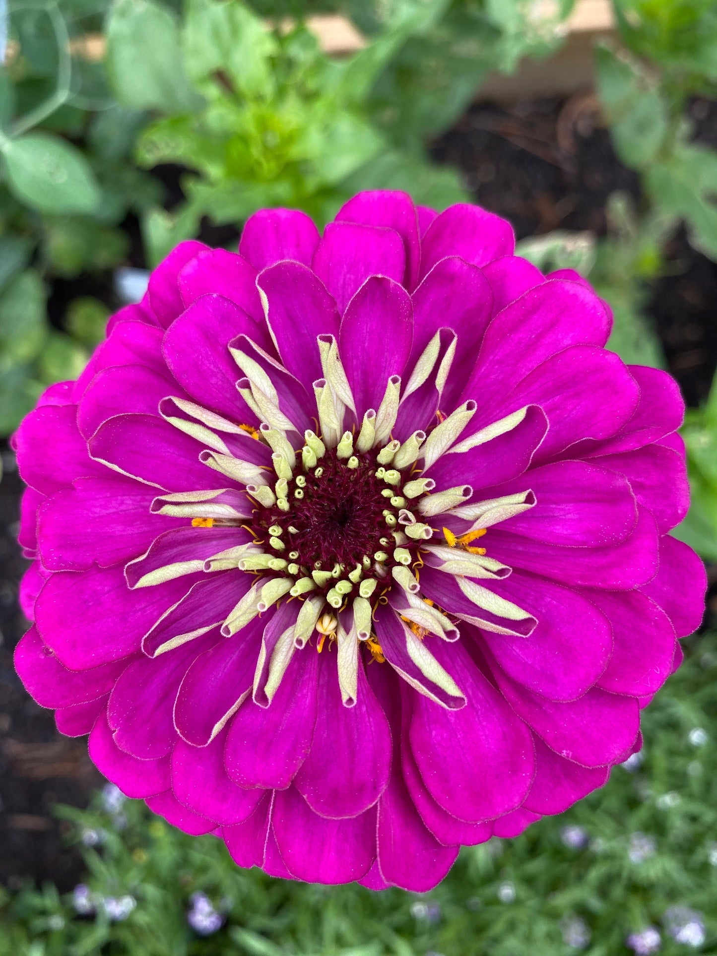 Zinnia Benary's Giant Purple