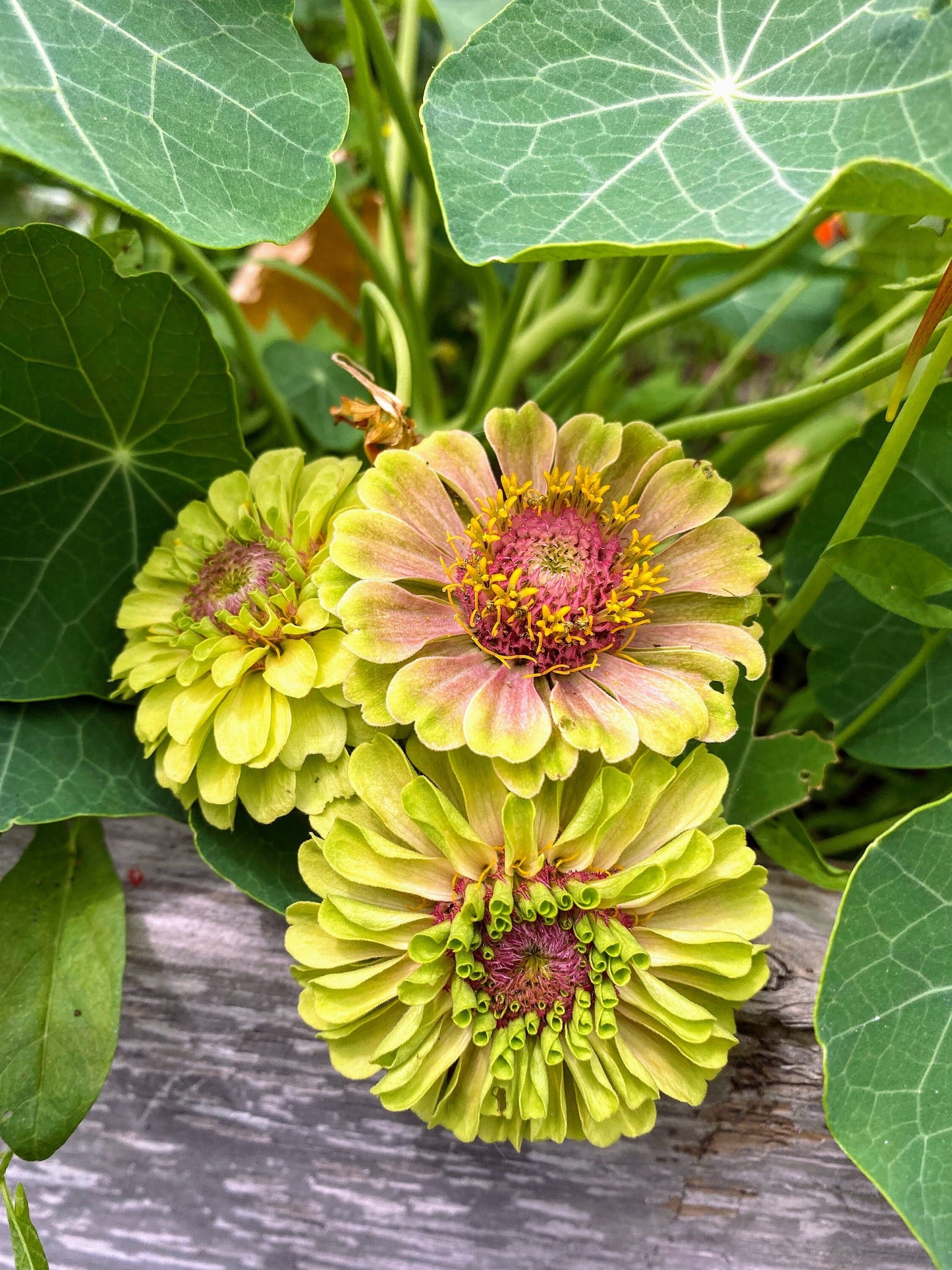 Zinnia Queen Mix