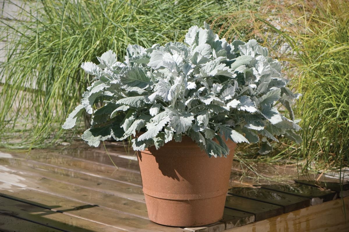 Dusty Miller New Look