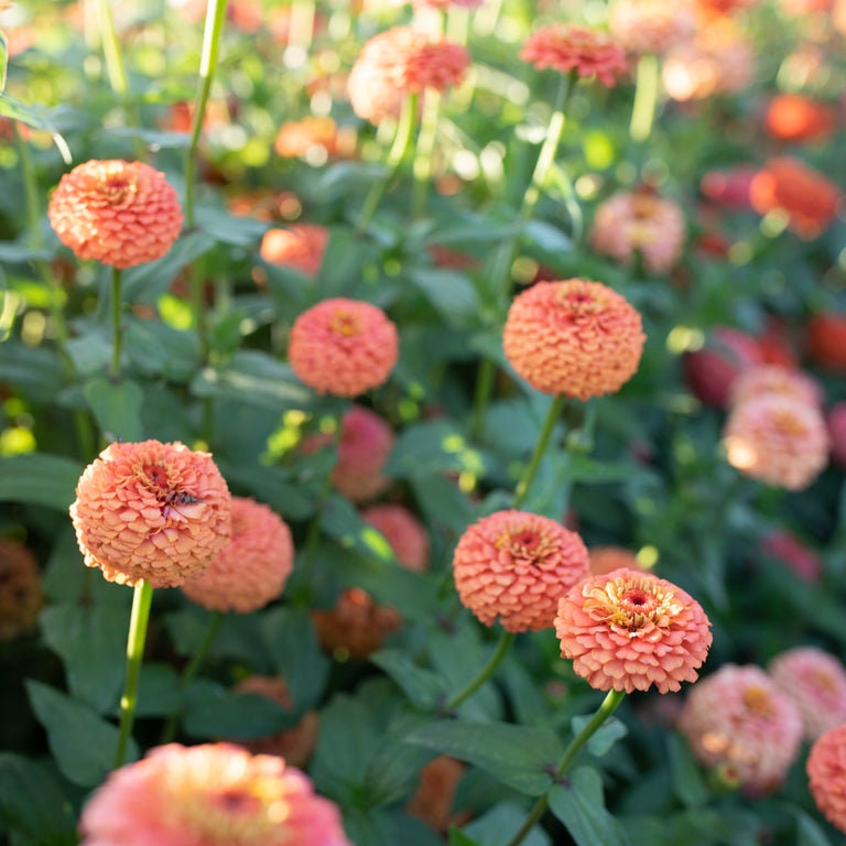 Zinnia Oklahoma Salmon