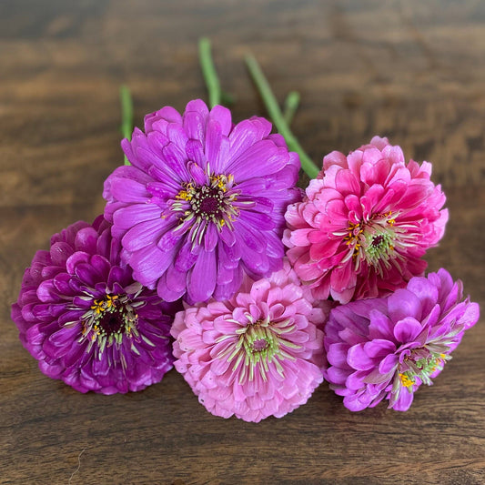 Zinnia Benary's Giant Mix