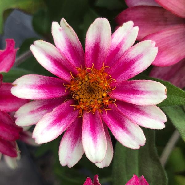 Zinnia Profusion Cherry Bicolor
