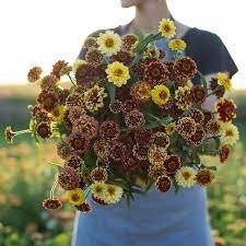 Zinnia Aztec Sunset