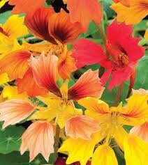 Nasturtium Phoenix