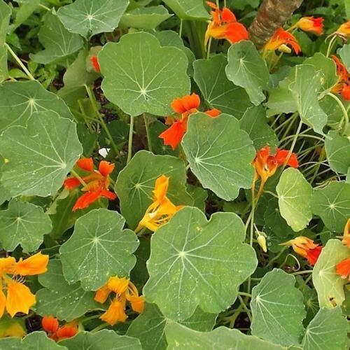 Nasturtium Phoenix