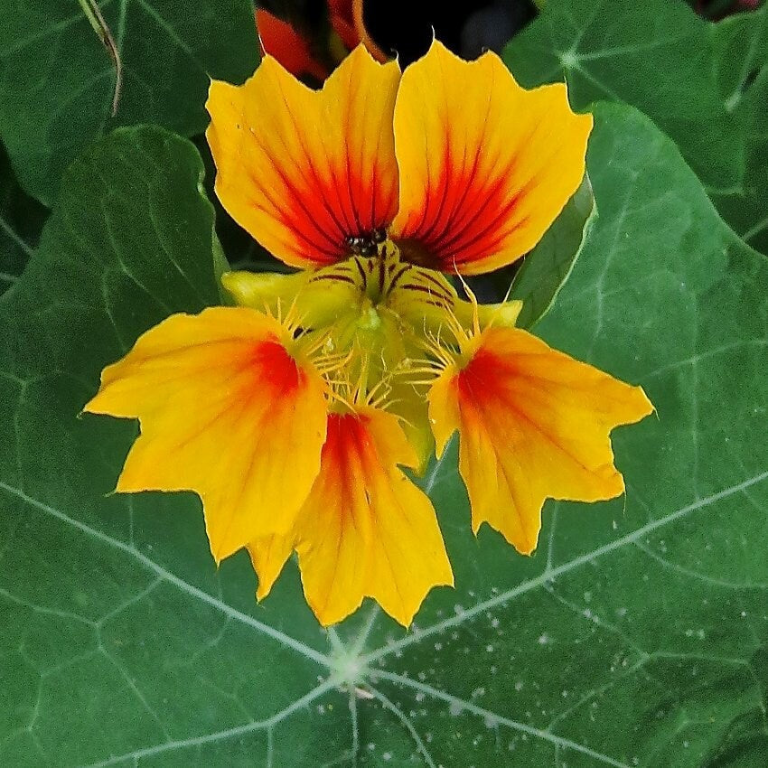 Nasturtium Phoenix