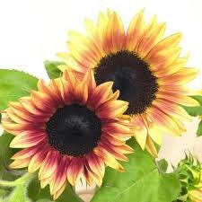 Sunflower Procut Plum