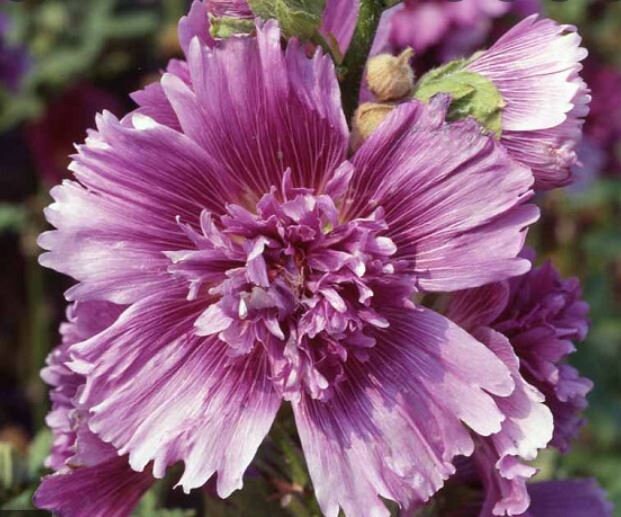 Hollyhock Queeny Purple