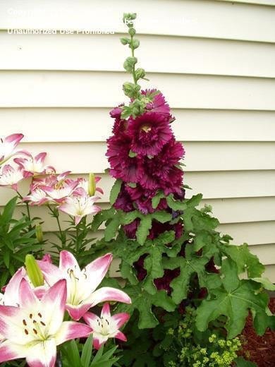 Hollyhock Queeny Purple