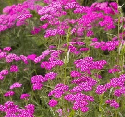 Yarrow Cerise Queen