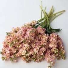 Stock Column Apricot