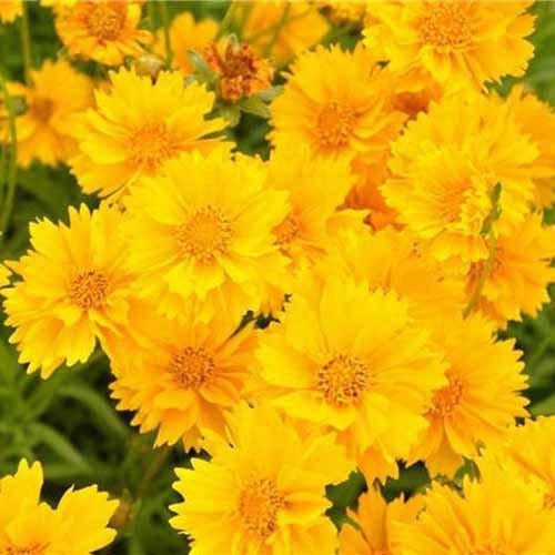 Coreopsis Sunburst