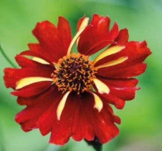Coreopsis Roulette