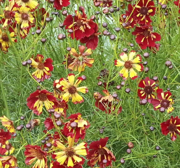 Coreopsis Roulette