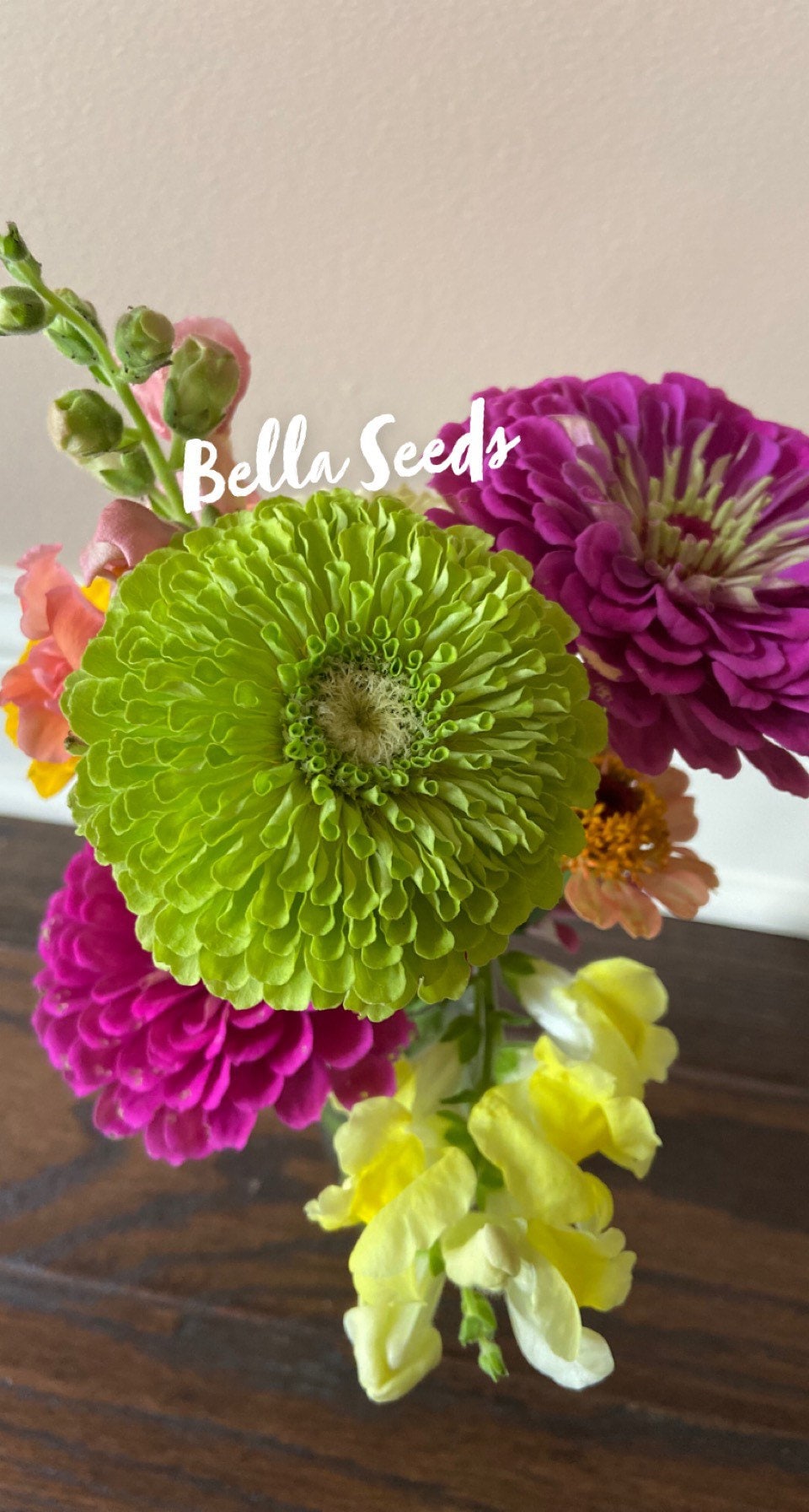 Zinnia Benary's Giant Lime