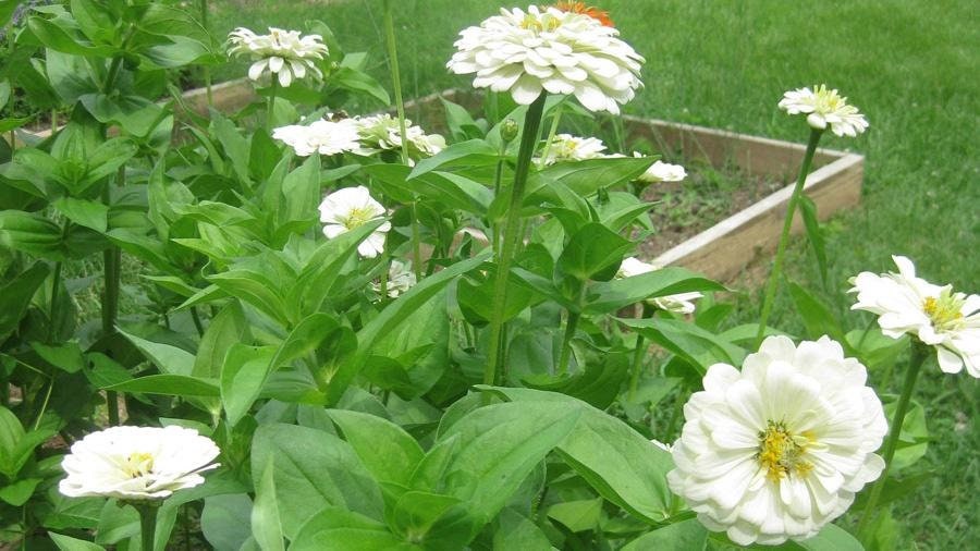 Zinnia Pure White