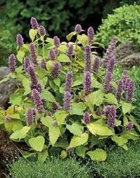 Golden Jubilee Purple Giant Hyssop