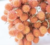 Gomphrena Salmon Pastel