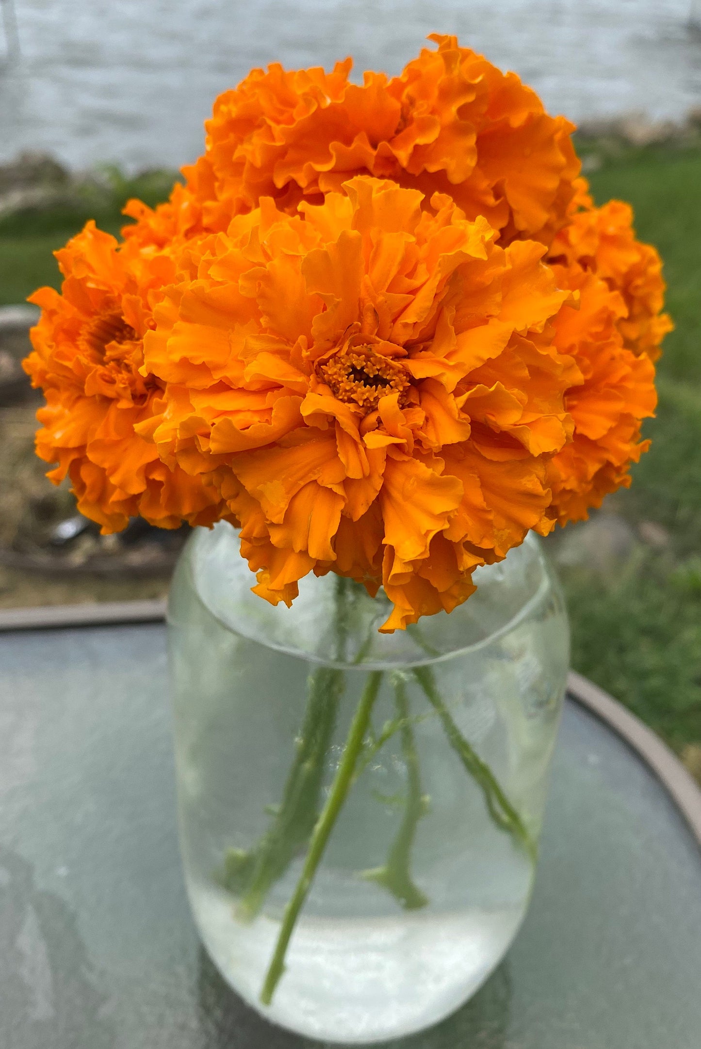 Marigold American Orangeade