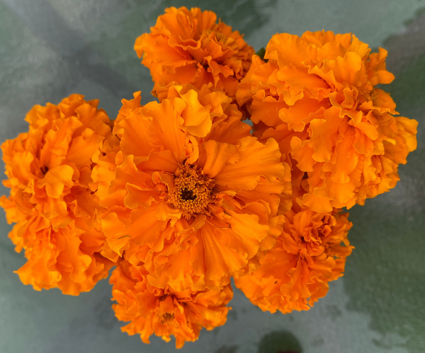 Marigold American Orangeade