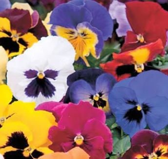 Pansy Swiss Giants Finest Mix