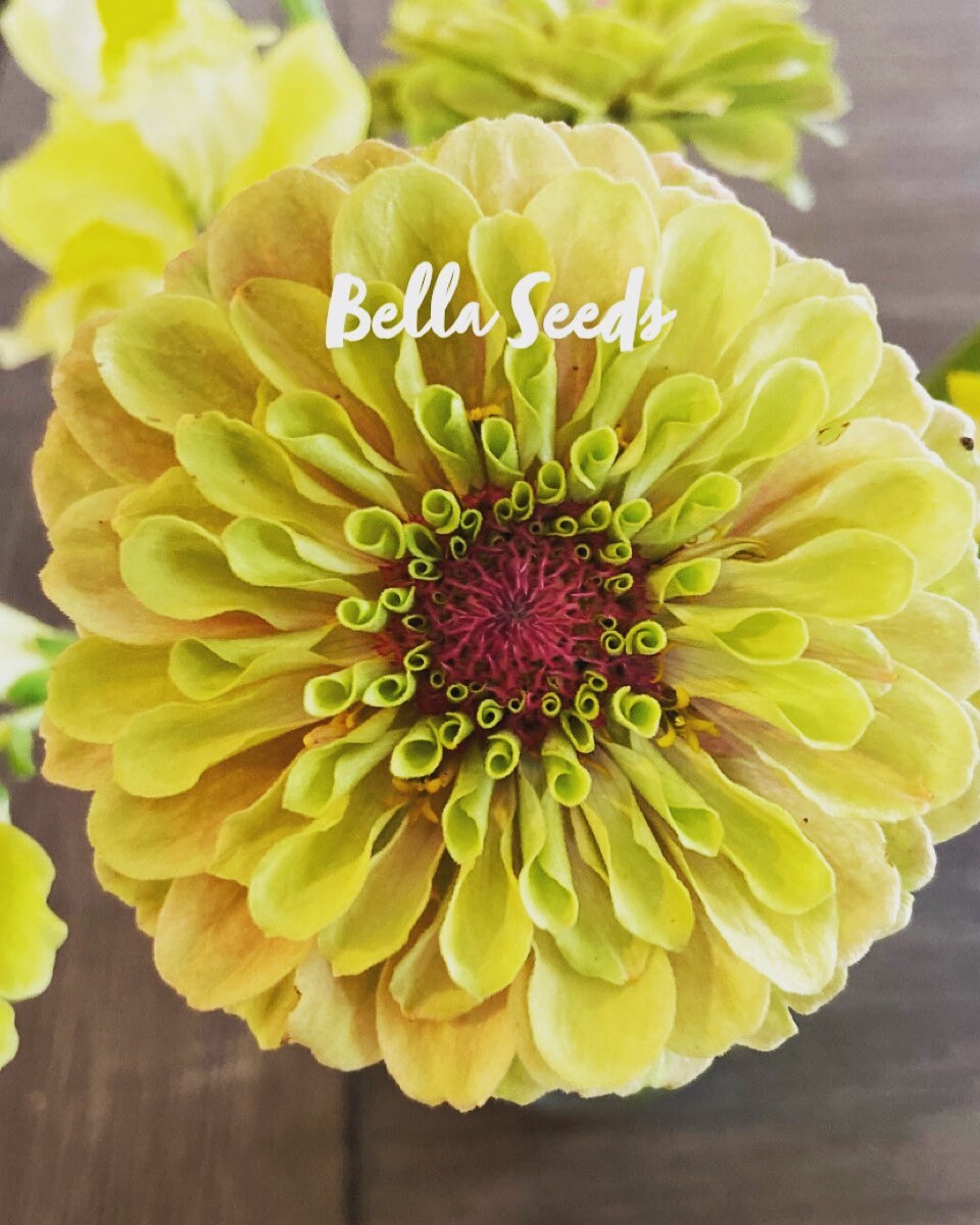 Zinnia Queen Mix