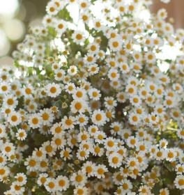 Feverfew Vegmo Single