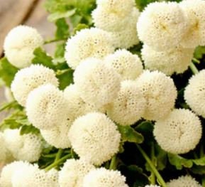 Feverfew Vegmo Snow Ball Extra