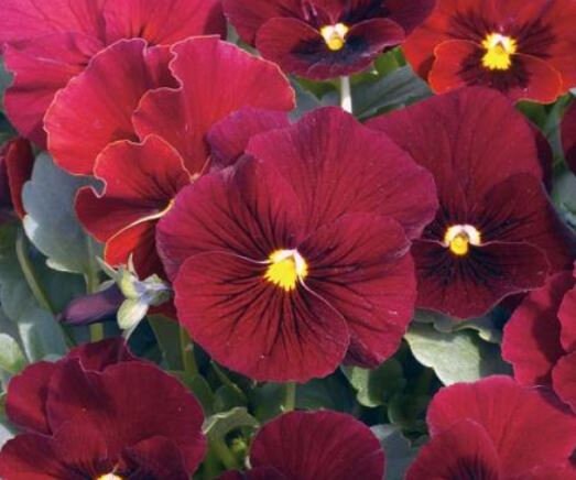 Viola Penny Rose Blotch