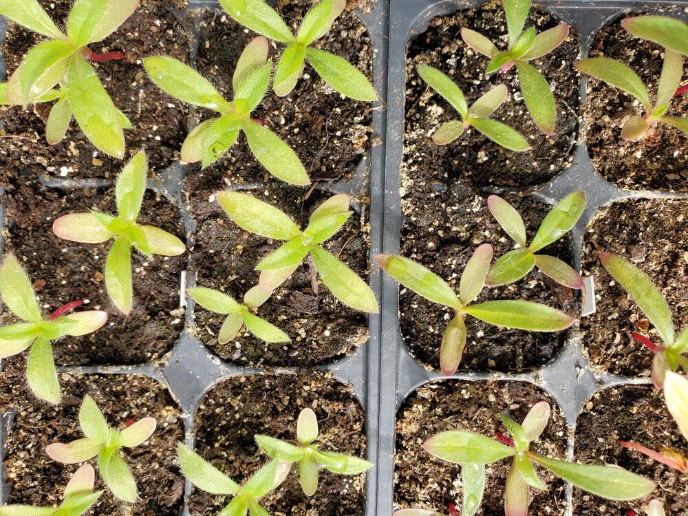 Gomphrena Strawberry Fields