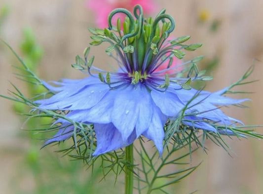 Nigella Miss Jekyll Double