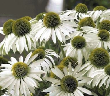 Echinacea (Coneflower) Primadonna White