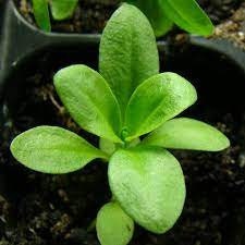 Sweet William Summer Mix