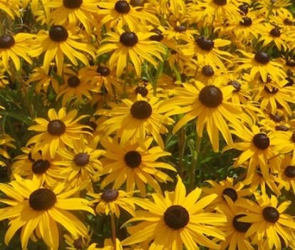 Rudbeckia Goldsturm