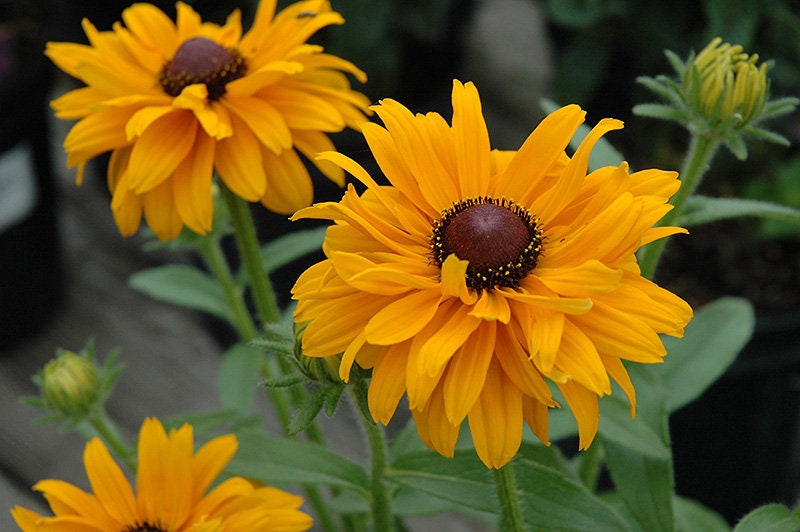 Rudbeckia Goldilocks