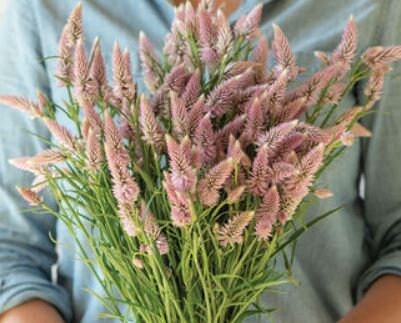 Celosia Flamingo Feather