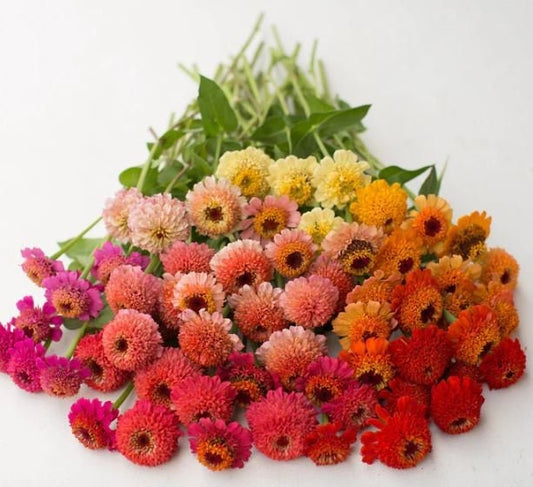 Zinnia Candy Mix