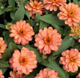 Zinnia Profusion Double Deep Salmon