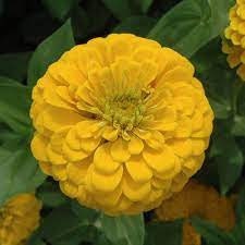 Benary's Giant Golden Yellow Zinnia 20 Seeds