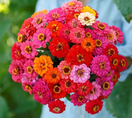 Zinnia Button Box Mix