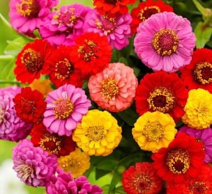 Zinnia Button Box Mix