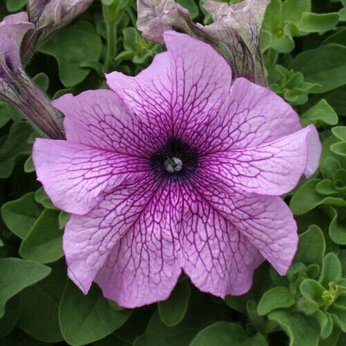 Petunia Prism Dewberry Sundae